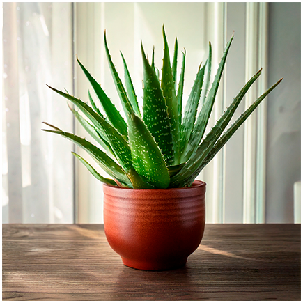 Aloe Vera STD Natural Flavour